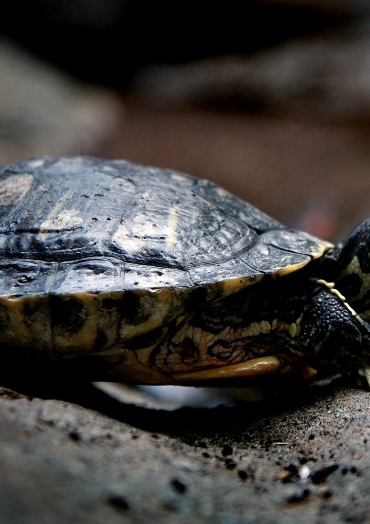 Freshwater Turtles Roadside Mortalities