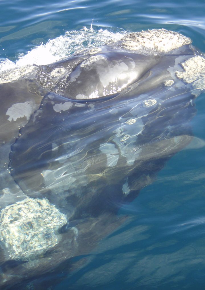 Crowdsourcing a way to spot and save right whales