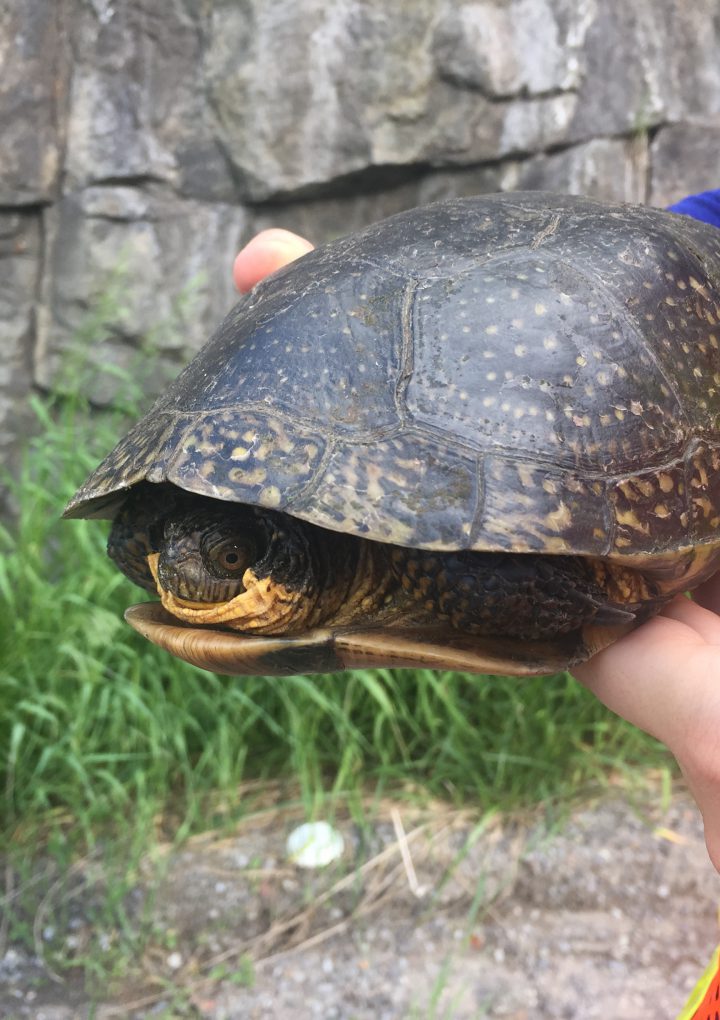 Eyes on the Future: Saving Freshwater Turtles from Roadside Mortality