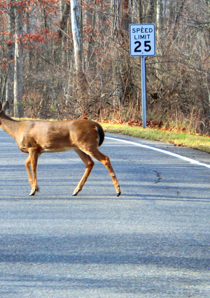 Killer Deer: The deadliest animal in North America