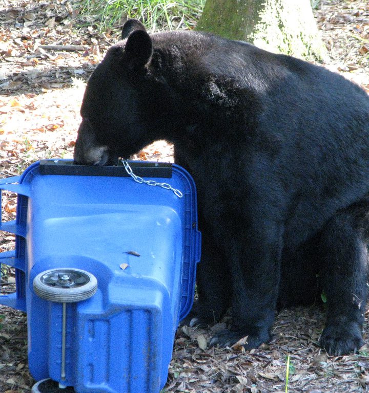 Outdoors: Urban Wildlife – Bad News Bears