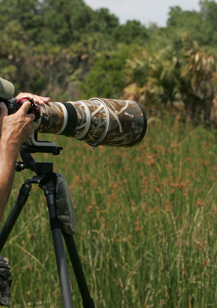 The right way to do wildlife photography