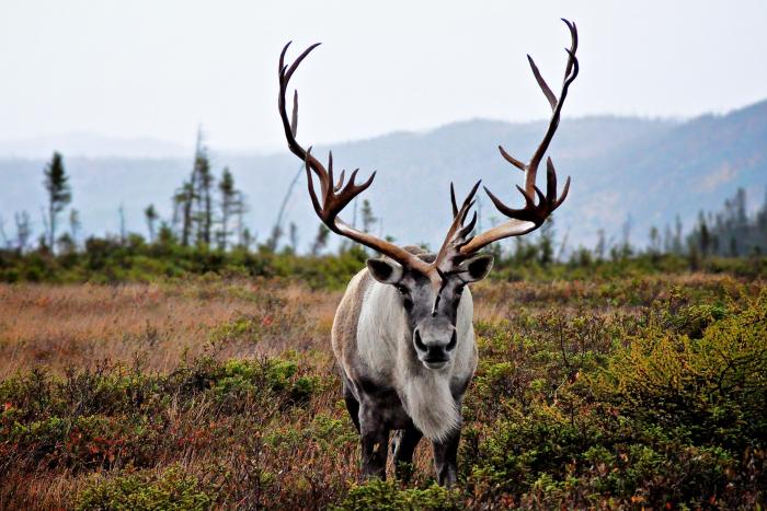 Fortymile caribou taking big strides towards recovery