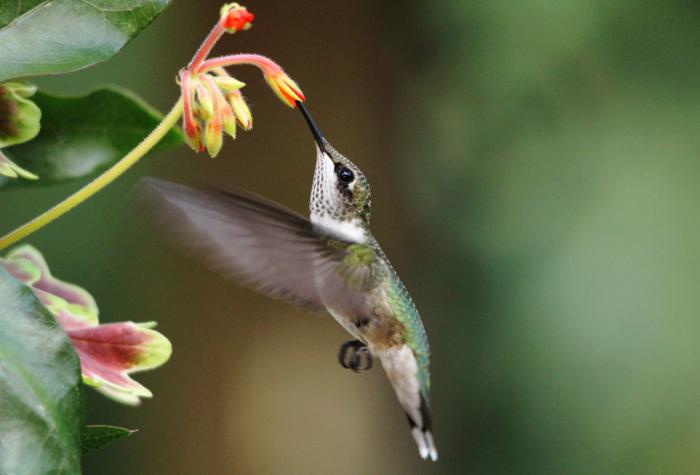 How to feed your hummingbird